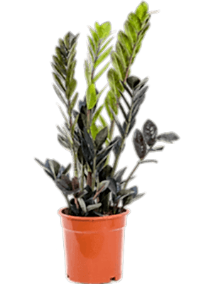 Zamioculcas Raven - Cambridge Bee