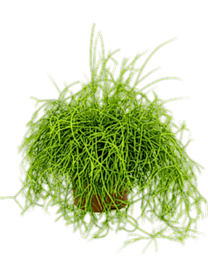 Rhipsalis Cassutha - Mistletoe Cactus - Cambridge Bee