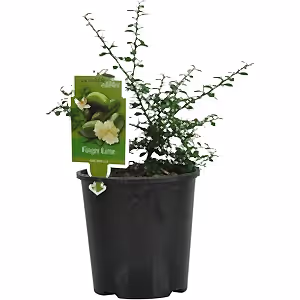 Citrus Australasica - Finger Lime ⌀12cm - Cambridge Bee