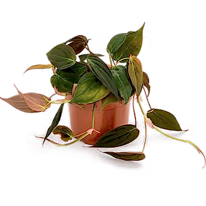 Philodendron Micans - Cambridge Bee
