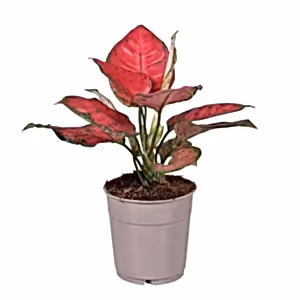 Aglaonema Sun Star - Chinese Evergreen - Cambridge Bee