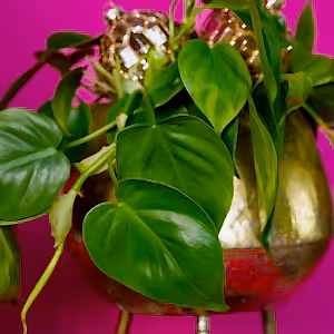 Philodendron Scandens - Heart-leaf philodendron ⌀12cm - Cambridge Bee