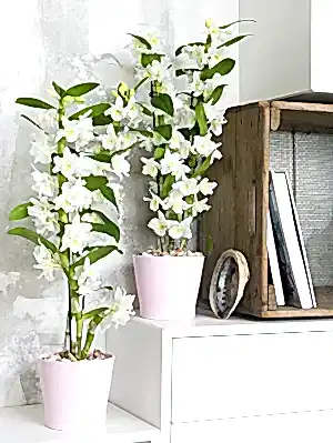 Dendrobium Nobile - White Orchid - Cambridge Bee