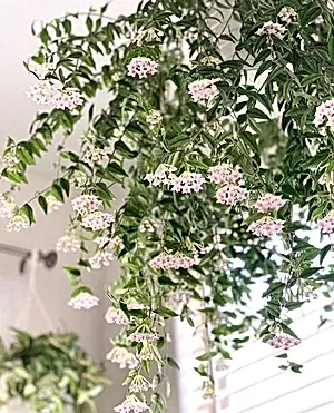 Hoya Bella on trellis - Cambridge Bee