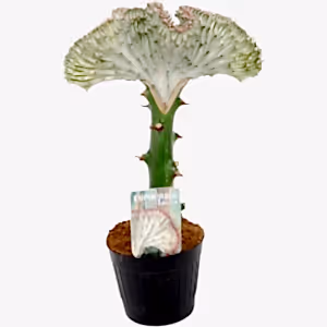 Euphorbia Lactea Cristata - Coral Cactus white - Cambridge Bee