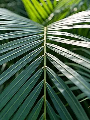 Dypsis lutescens - Areca Palm ⌀21 ↑125cm - Cambridge Bee