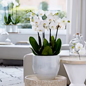 Phalaenopsis Orchid - White 2stem - Cambridge Bee