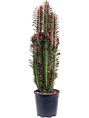 Euphorbia trigona rubra - African Milk Tree Succulent ⌀ 17cm ↑ 70cm - Cambridge Bee