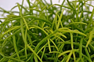 Rhipsalis Cassutha - Mistletoe Cactus - Cambridge Bee