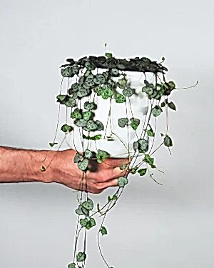 Ceropegia Woodii - String of hearts ⌀8cm - Cambridge Bee