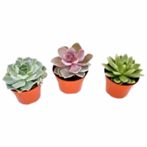 Echeveria Succulent Mix - set of 3 - Cambridge Bee