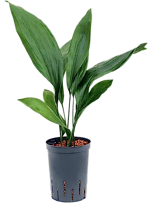 Aspidistra Elatior - Cambridge Bee