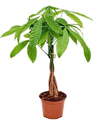 Pachira Aquatica - Money tree - Cambridge Bee