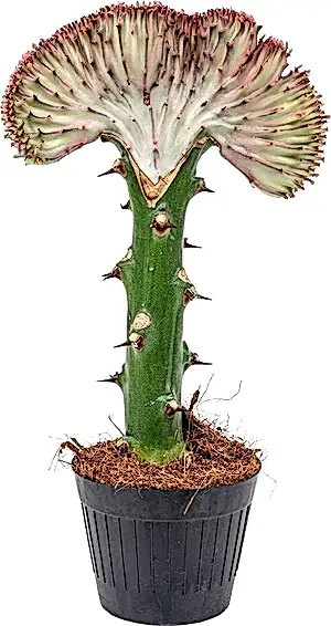 Euphorbia Lactea Cristata - Coral cactus RED - Cambridge Bee