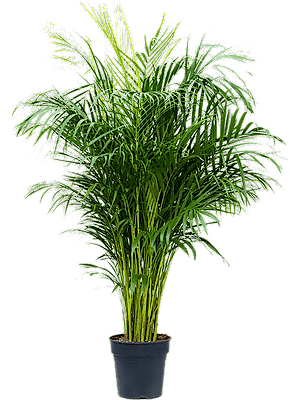 Dypsis lutescens - Areca Palm ⌀21 ↑125cm - Cambridge Bee