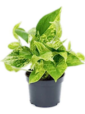 Epipremnum pinnatum - Marble Queen Pothos ⌀12cm - Cambridge Bee