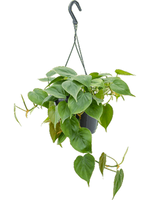 Philodendron Scandens - Heart-leaf philodendron hanging ⌀15cm - Cambridge Bee