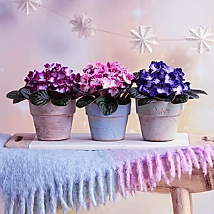 3 x Saintpaulia - African Violets - Cambridge Bee