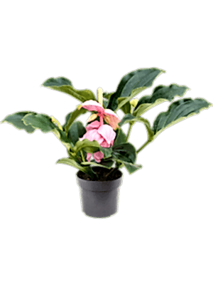 Medinilla Magnifica - Rose Grape Orchid - Cambridge Bee