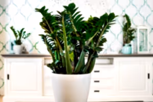 Zamioculcas Zenzi - Cambridge Bee