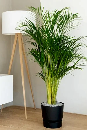 Dypsis lutescens - Areca Palm ⌀21 ↑100cm - Cambridge Bee