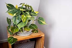 Philodendron Scandens Brasil - variegated Heart-leaf philodendron hanging ⌀15cm - Cambridge Bee