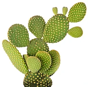 Opuntia microdasys pallida - Bunny ears cactus - Cambridge Bee