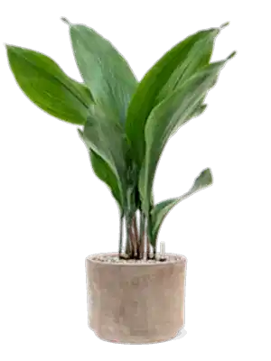 Aspidistra Elatior - Cambridge Bee