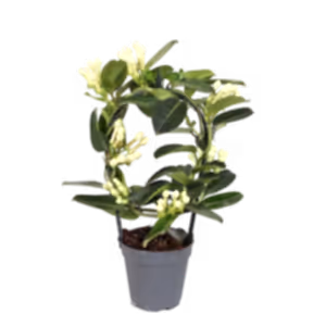 Stephanotis Floribunda - Madagascar Jasmine - Cambridge Bee