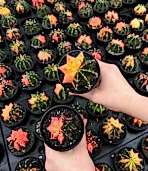 Gymno cactus Variegata - Variegated Cactus - Cambridge Bee