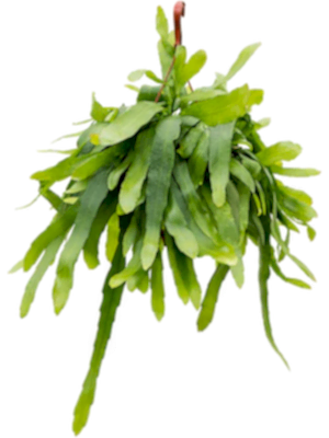 Epiphyllum Pumilum - White Orchid Cactus ⌀15 - Cambridge Bee