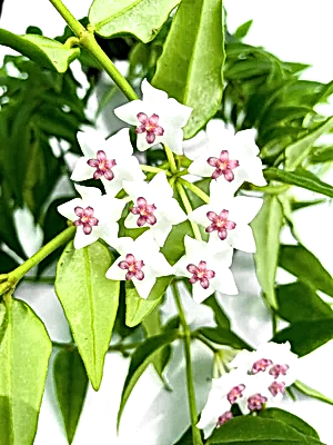 Hoya Bella hanging ⌀14cm - Cambridge Bee
