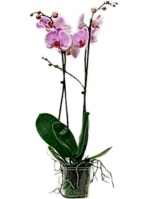 Phalaenopsis Orchid - Pink 2stem - Cambridge Bee