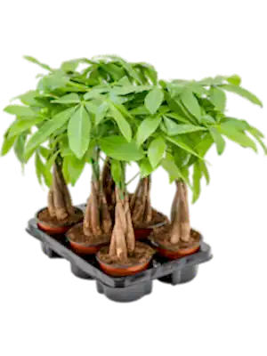 Pachira Aquatica - Money tree - Cambridge Bee