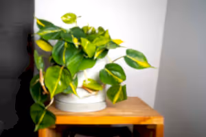 Philodendron Scandens Brasil - variegated Heart-leaf philodendron hanging ⌀15cm - Cambridge Bee