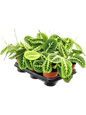 Maranta Lemon Lime - prayer plant Lemon Lime ⌀12cm - Cambridge Bee