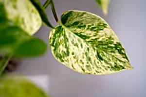 Epipremnum pinnatum - Marble Queen Pothos ⌀12cm - Cambridge Bee