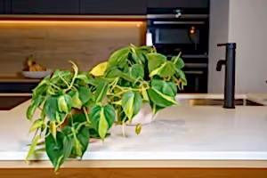 Philodendron Scandens Brasil - variegated Heart-leaf philodendron ⌀12cm - Cambridge Bee
