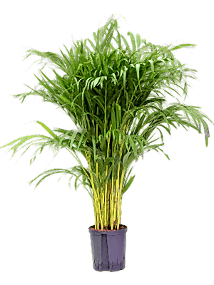 Dypsis lutescens - Areca Palm ⌀21 ↑100cm - Cambridge Bee