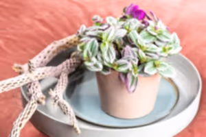 Tradescantia Nanouk  - Wondering Jew ⌀8cm - Cambridge Bee