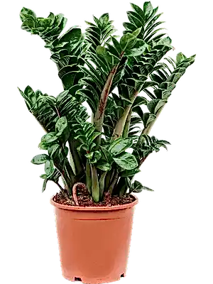 Zamioculcas Zenzi - Cambridge Bee