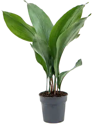 Aspidistra Elatior - Cambridge Bee