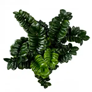 Zamioculcas Zenzi - Cambridge Bee