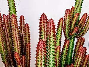 Euphorbia trigona rubra - African Milk Tree Succulent ⌀ 17cm ↑ 70cm - Cambridge Bee