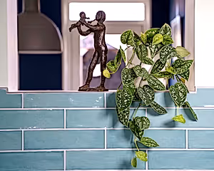Scindapsus Pictus Argyraeus - Satin Pothos ⌀12cm - Cambridge Bee