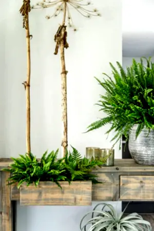 Nephrolepis exaltata - Boston Fern - Cambridge Bee