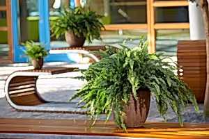 Nephrolepis exaltata - Boston Fern - Cambridge Bee
