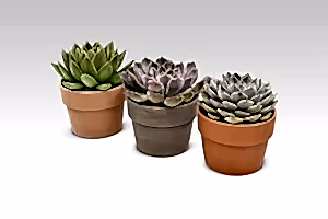 Echeveria Succulent Mix - set of 3 - Cambridge Bee
