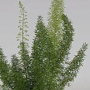 Asparagus Foxtail Fern - Cambridge Bee