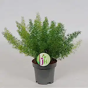 Asparagus Foxtail Fern - Cambridge Bee